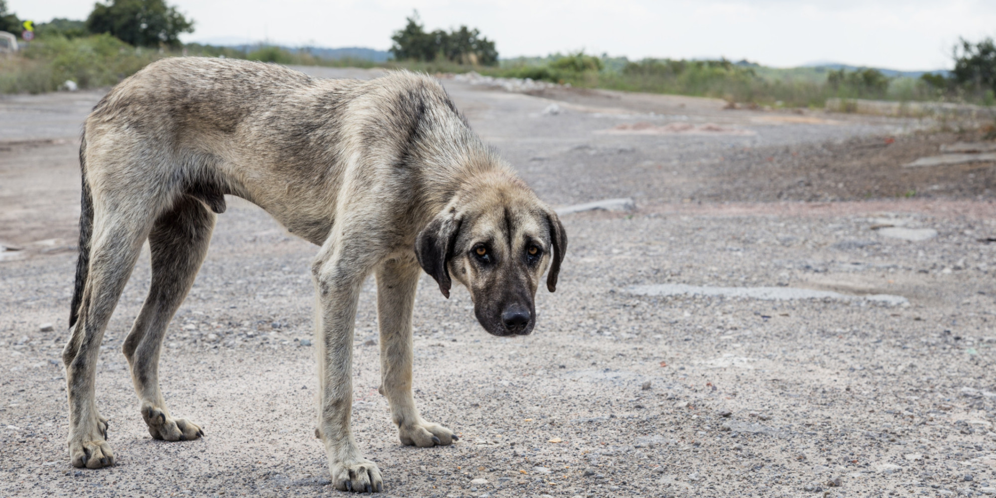 Resultado de imagen para Â¿CÃ³mo evitar el maltrato animal en una sociedad como ahora?