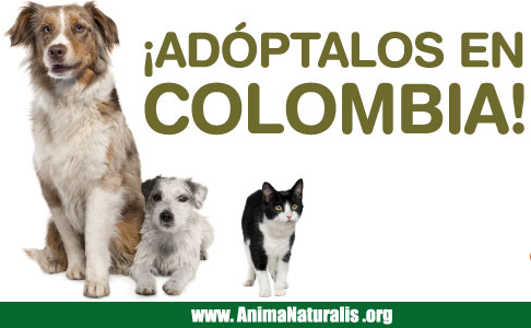 Adopción de perros y gatos en Colombia