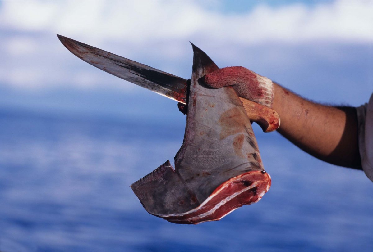 Tiburones: ví­ctimas y victimarios