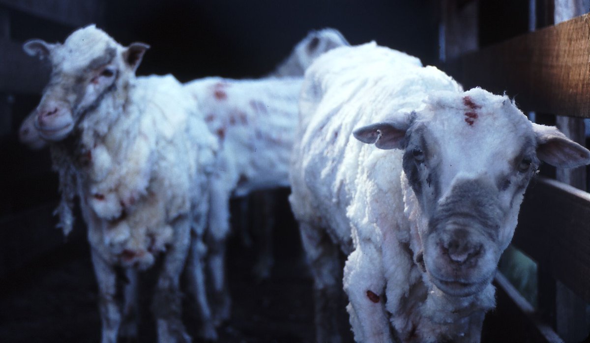 La lana: tormento animal