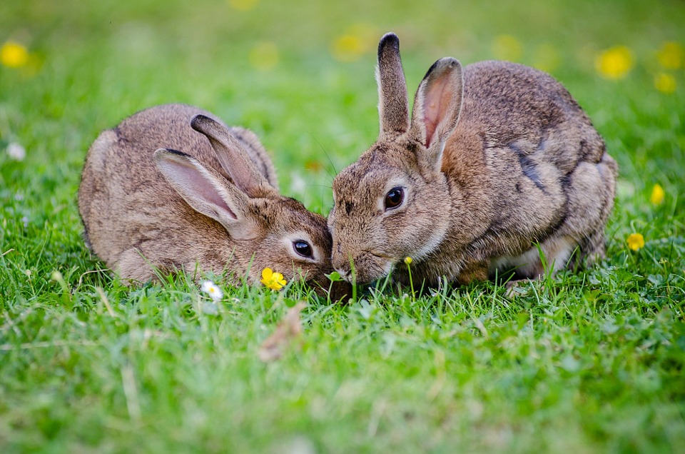 La vida secreta de los conejos | AnimaNaturalis