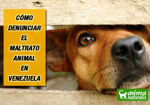 Cómo denunciar el maltrato animal en Venezuela | AnimaNaturalis