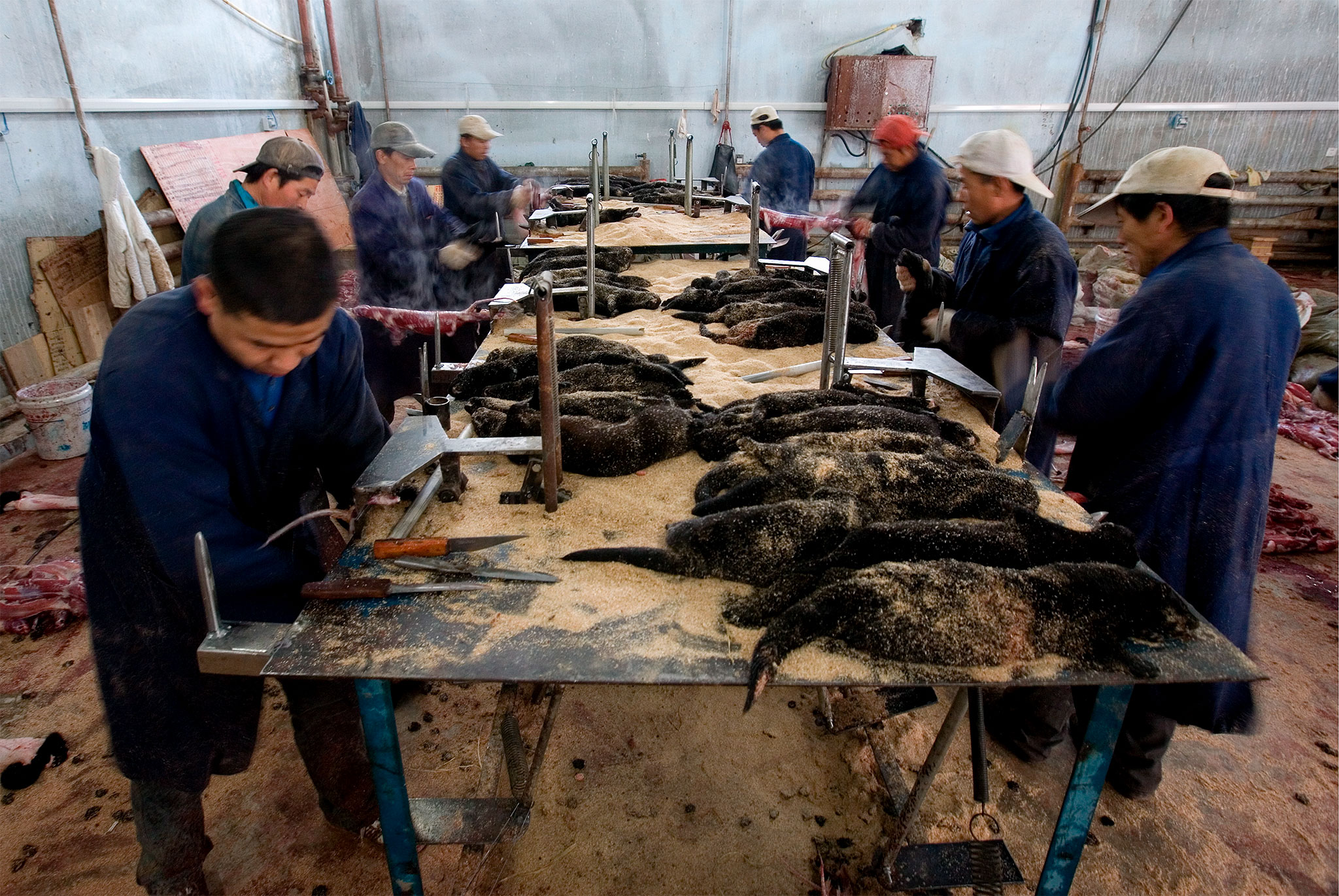 Granjas chinas de piel descubiertas en toda su crueldad