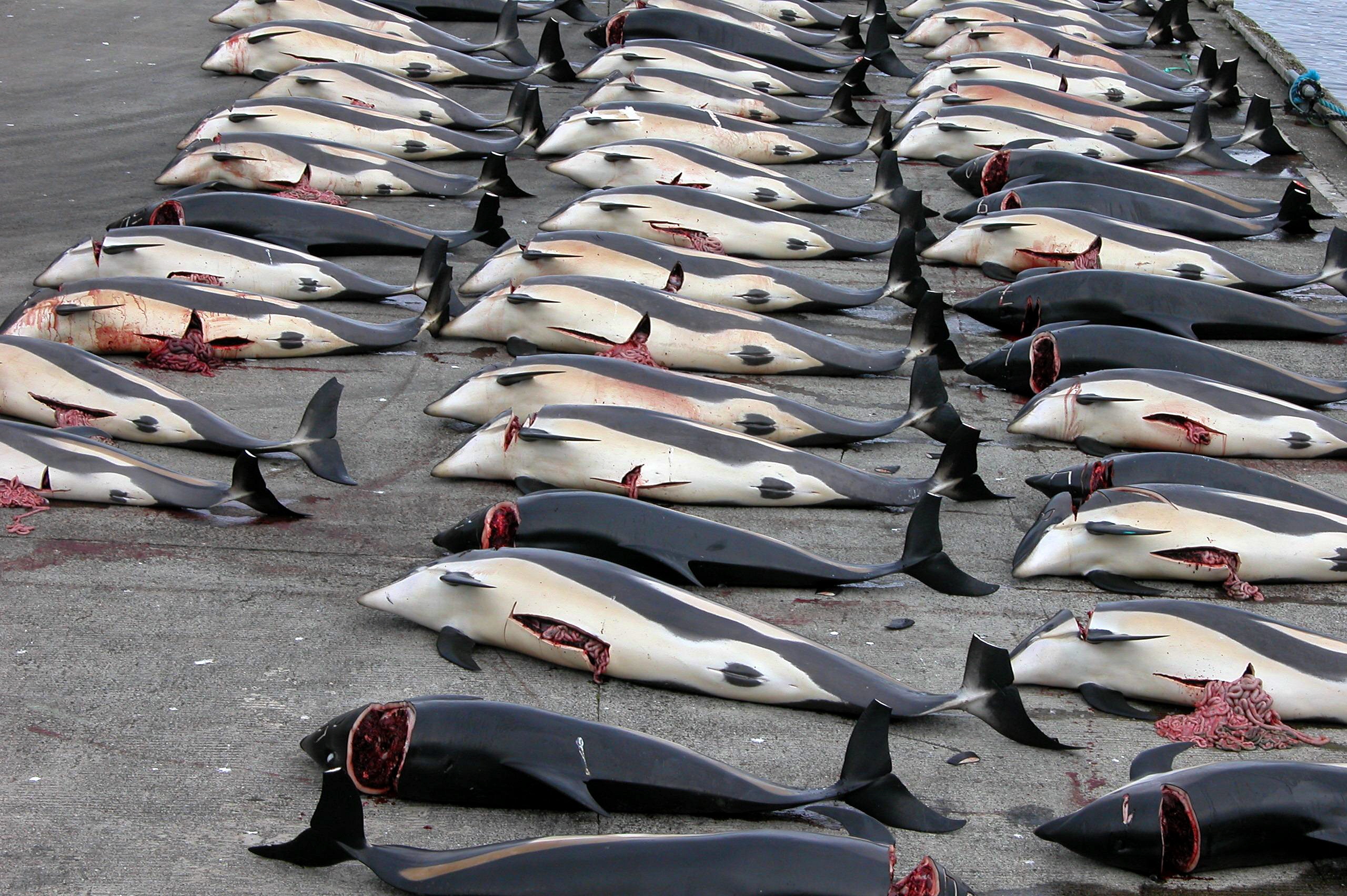 La caza de delfines en Japón