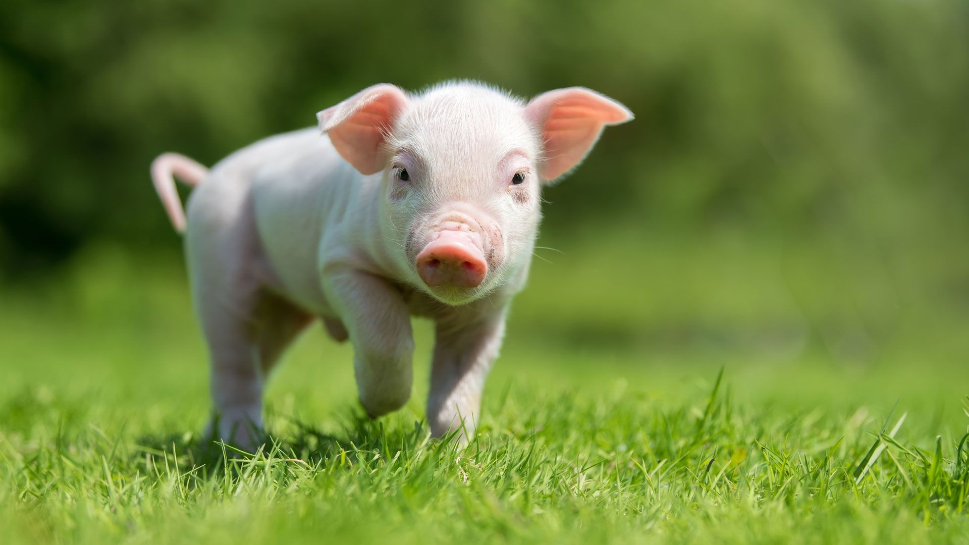 Lo que no conoces sobre los cerdos