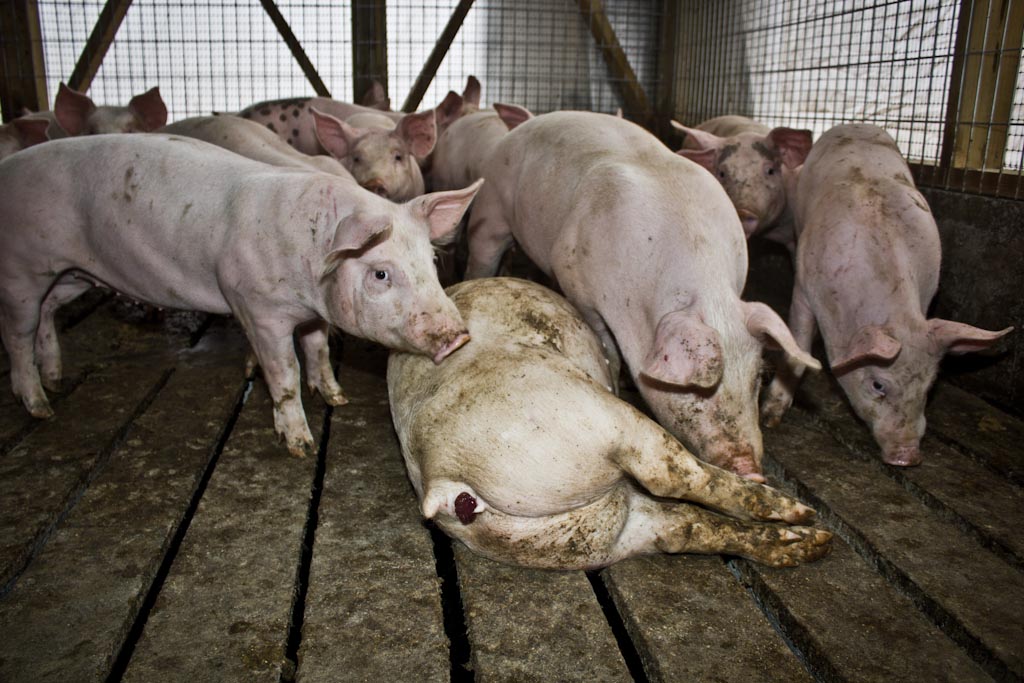 La producción industrial de cerdos: una vida de sufrimiento