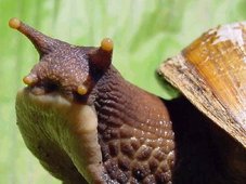 El Caracol Africano: Del amor al odio sólo hay un paso