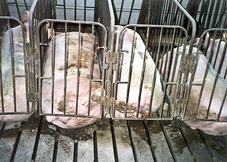 Jaulas de Gestación de Cerdos en Latinoamérica