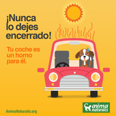 Los peligros del coche para el perro en verano