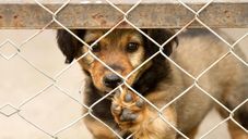 Qué tener en cuenta antes de adoptar un animal de compañia