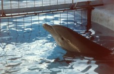 Delfinarios: cárceles acuáticas
