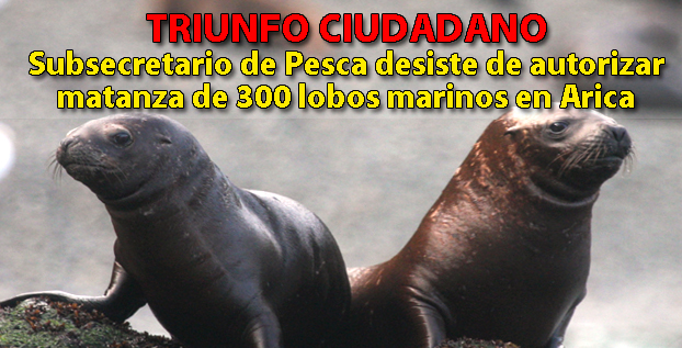 Subsecretario de pesca desiste de autorizar la matanza de 300 lobos marinos en Arica