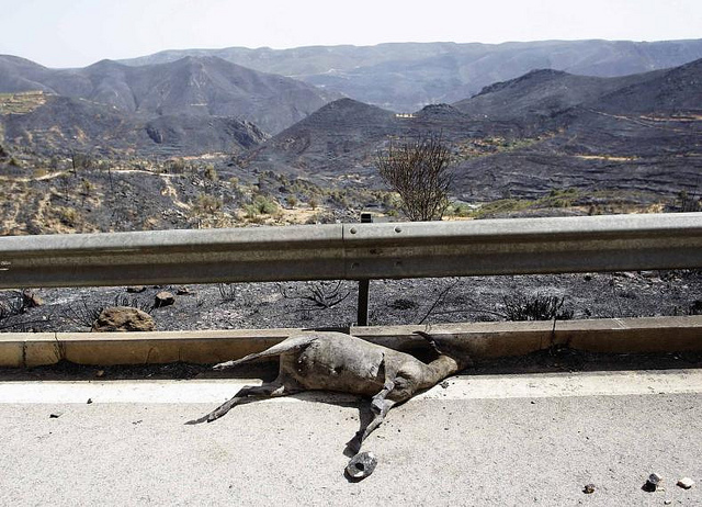 Los incendios en Valencia dejan miles de animales calcinados