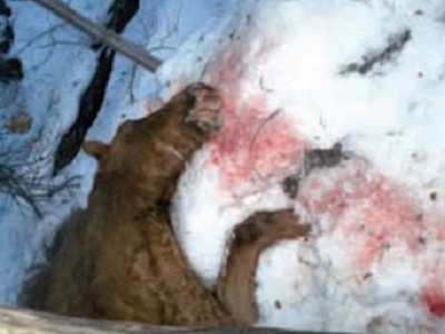 Se abre investigación a guardaparques por la matanza de caballos en Tierra del Fuego