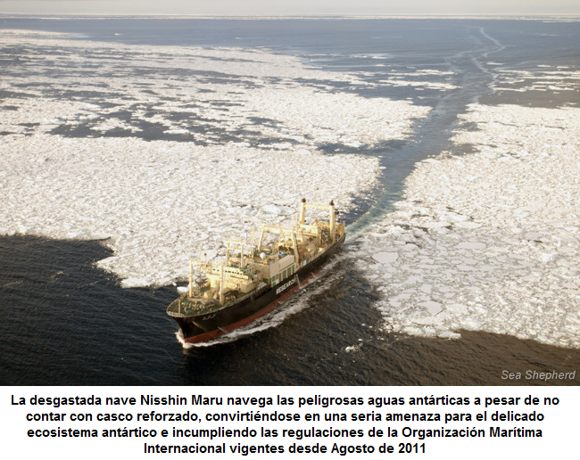 América Latina demanda a sus gobiernos acciones diplomáticas urgentes contra la caza “científica” de ballenas