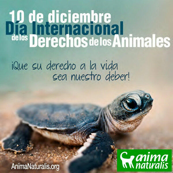 Día Internacional de los Derechos de los Animales. ¿Cómo estamos en Colombia?