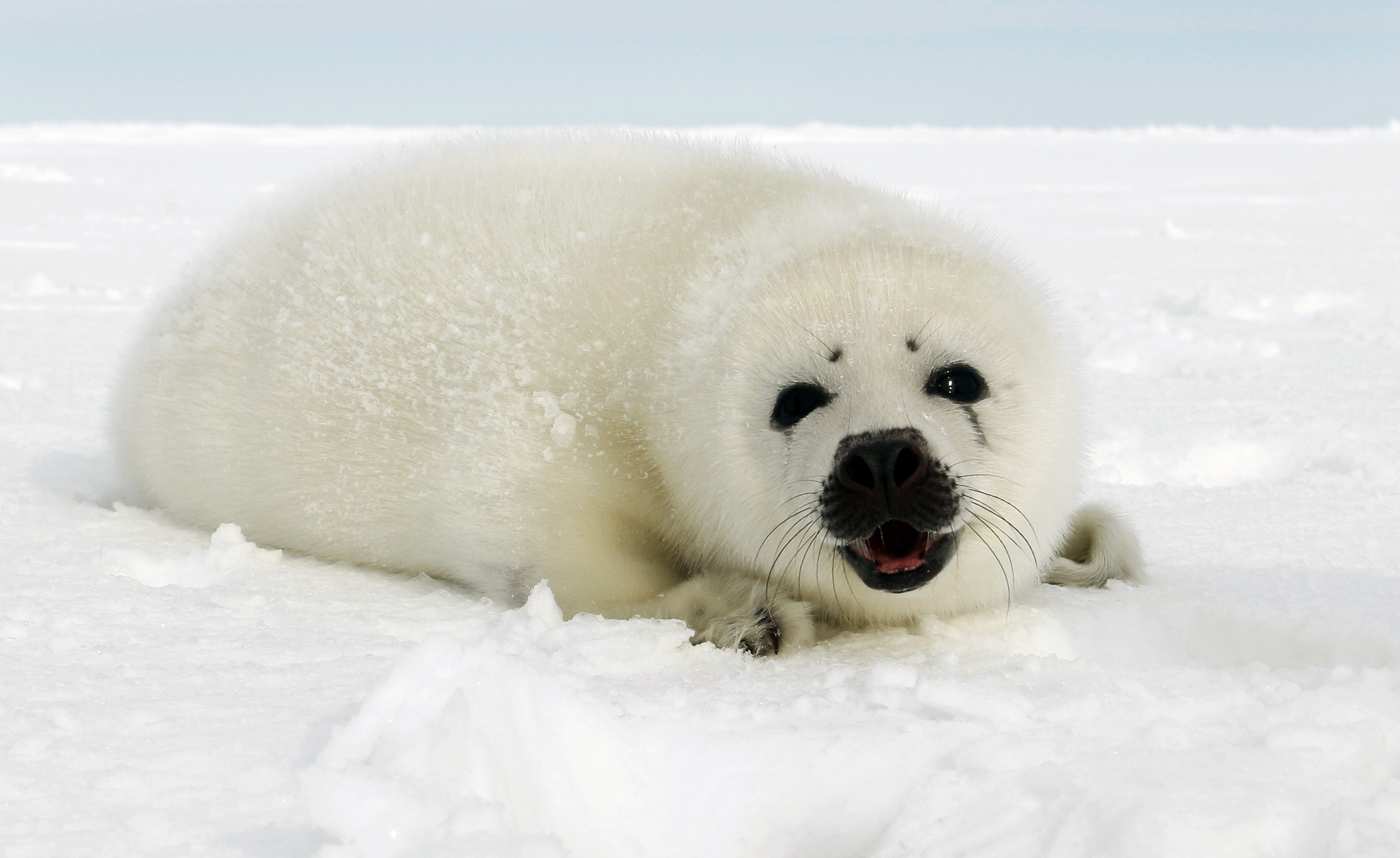 Suspendida por segundo año consecutivo la caza de focas en la Isla Hay (Canadá)
