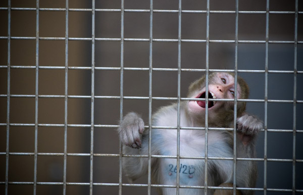 Centro de Investigación en Primates New England, anuncia cierre definitivo