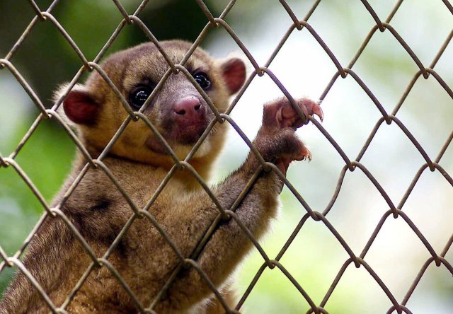 ¡Costa Rica convertirá zoológico para no tener más animales enjaulados!