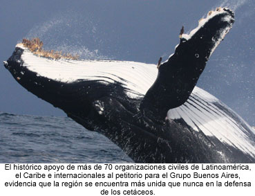 AnimaNaturalis y otras 70 ONGs unidas en la defensa de las ballenas