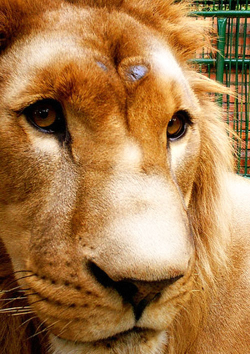 Murió Cairo, el león cautivo en el zoo de Mérida