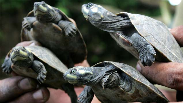 Liberan 1.150 tortugas y 30 caimanes en Apure 