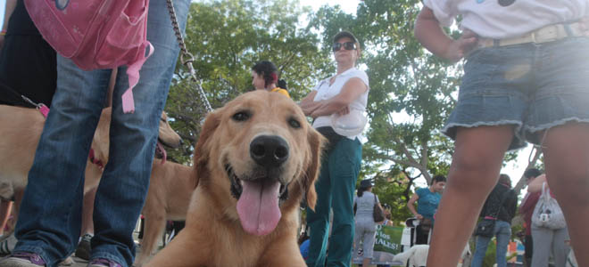 Nueva Ordenanza de Protección Animal de Maracaibo será publicada