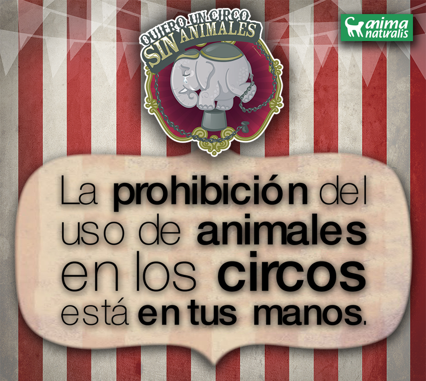 ¡Pidamos al Congreso de Colima que apruebe iniciativa para prohibir uso de animales en circos!