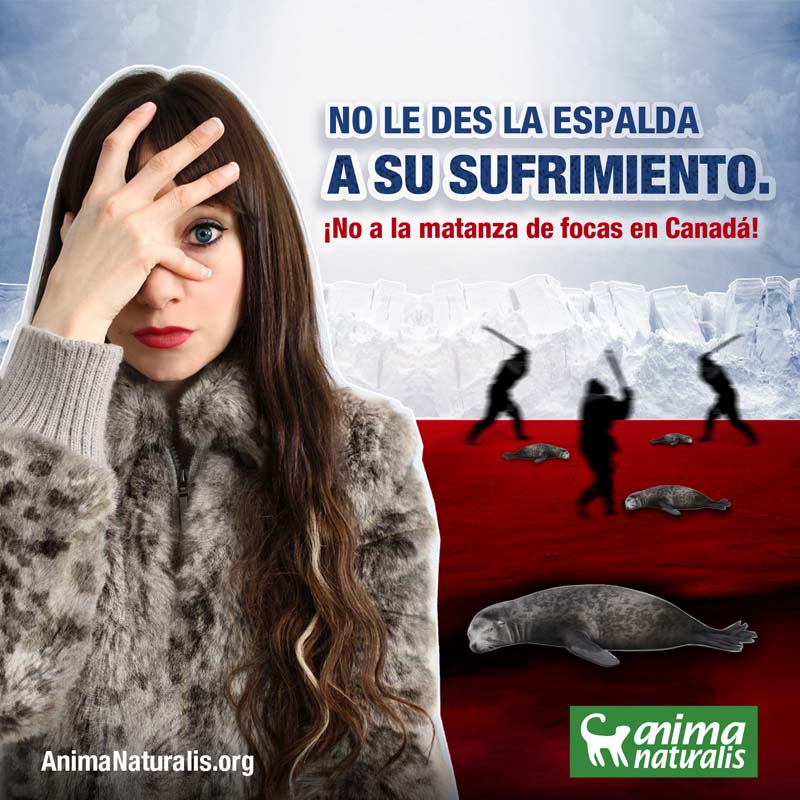 ¡Exijamos NO MÁS tortura y muerte a las focas en Canadá!