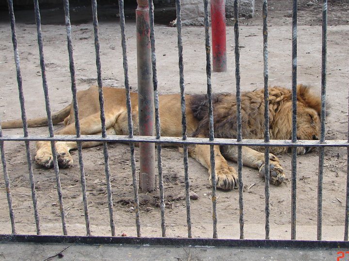 Cerrará zoo de Santiago del Estero