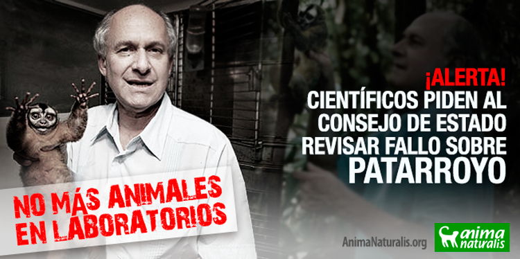 ¡Ponte en acción! Pide al Consejo de Estado, mantener la prohibición del uso de los monos en los laboratorios de Patarroyo.