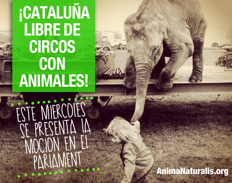Catalunya debatirá la prohibición del uso de animales en circos