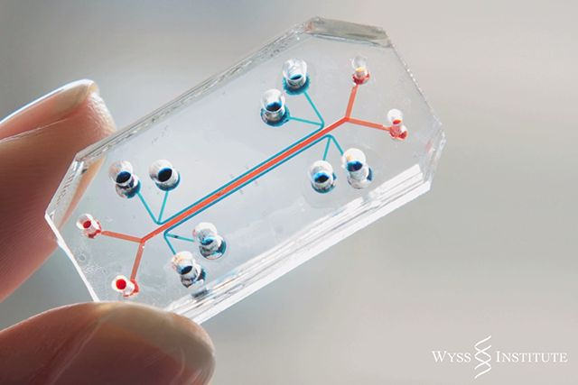 Un chip que puede acabar con las pruebas a animales en laboratorios