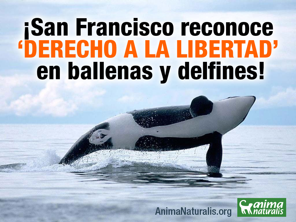 San Francisco reconoce los derechos de ballenas y delfines