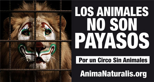 El circo más antiguo de México presenta su primer show sin animales