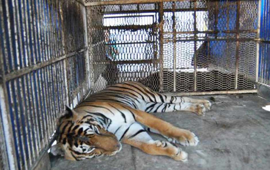 Rescatan a tigre de bengala y oso maltratados por circo en Veracruz