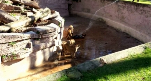 Caos en el Zoo de Barcelona por molestar a los leones. 
