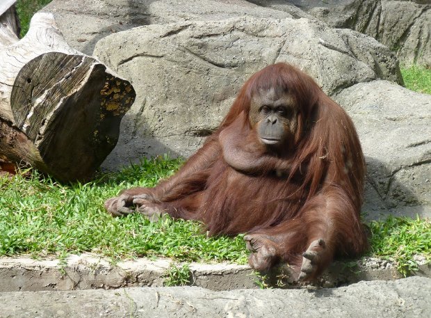 ¡Histórico! Conceden el hábeas corpus a Sandra, una orangutana.