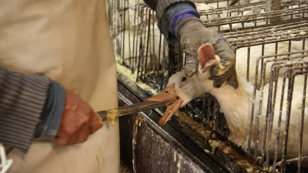  Dinamarca no venderá foie gras en los supermercados
