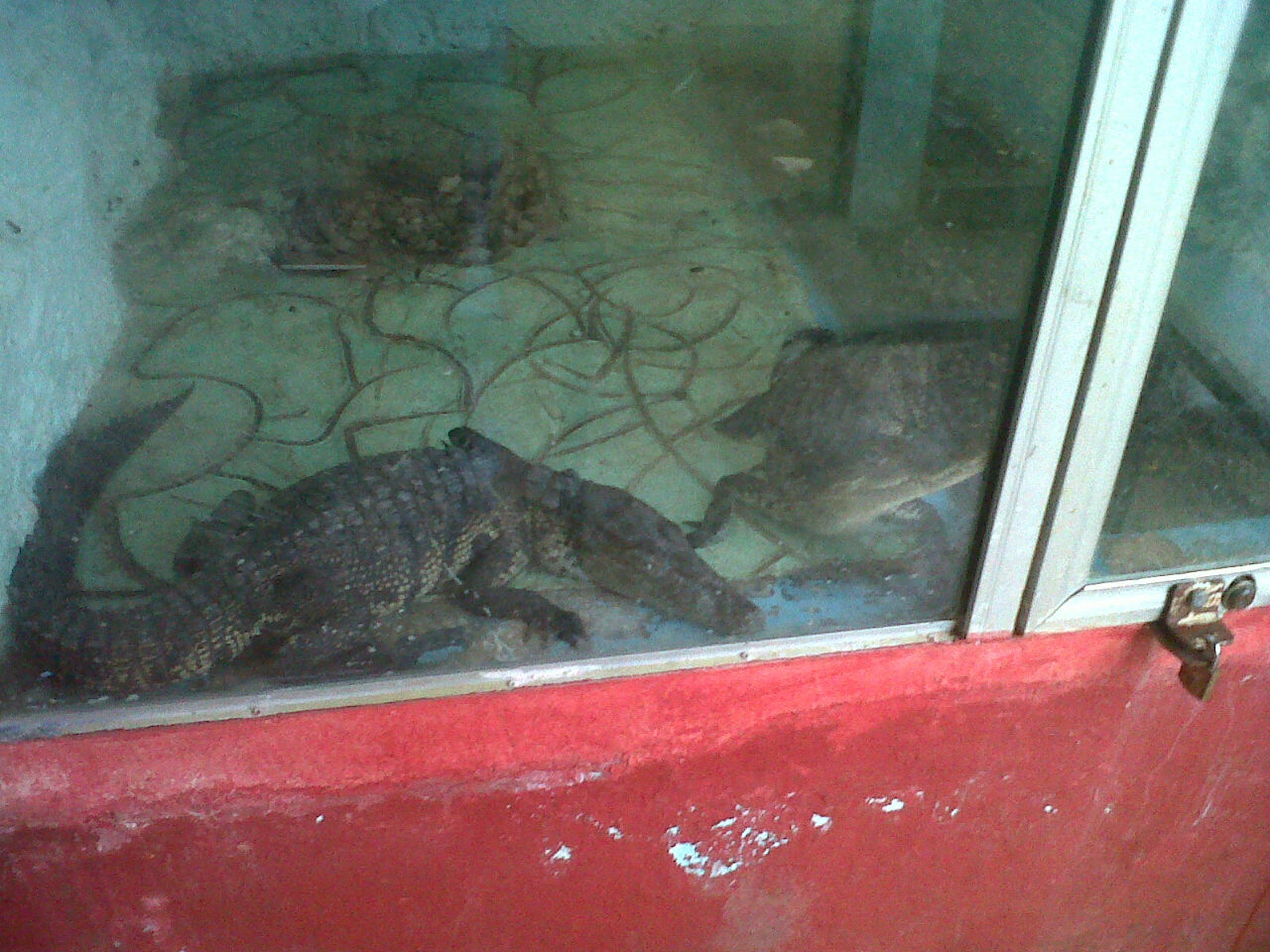 Zoológico en condiciones deplorables en Tizimín, Yucatán