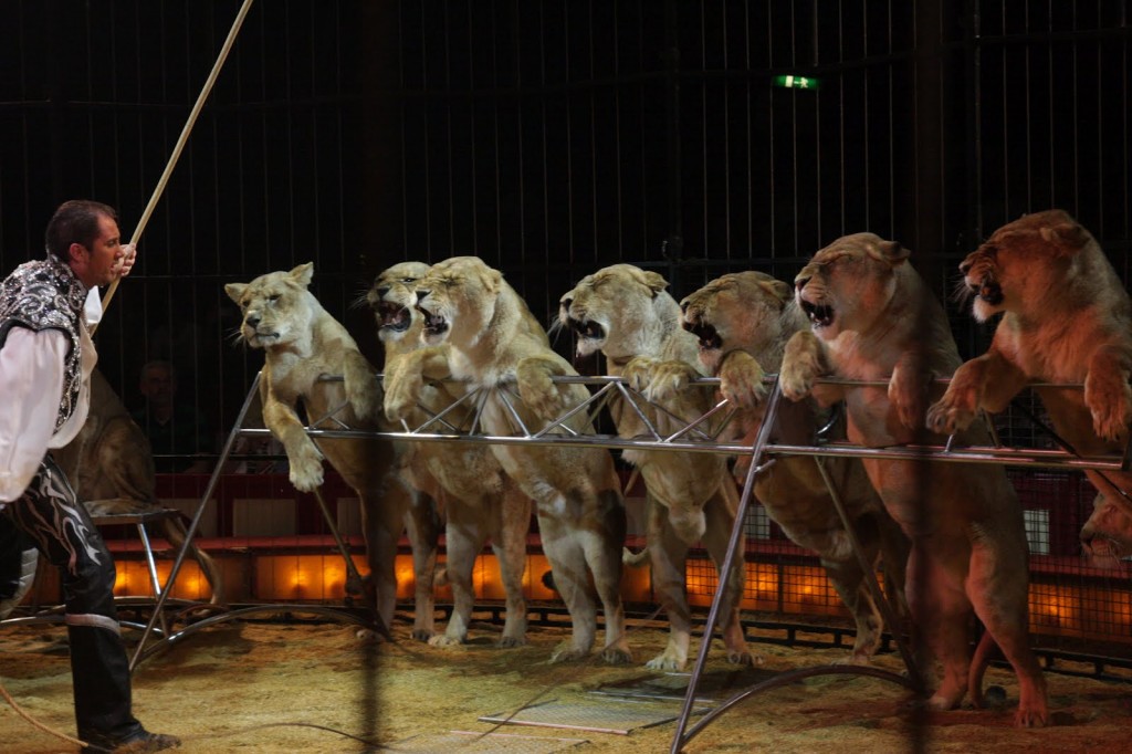 Destino de los animales usados en circos: comunicado conjunto ADI y AnimaNaturalis