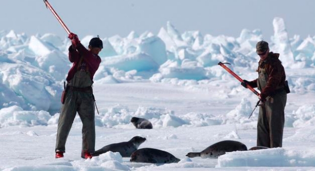 Canadá autoriza la caza comercial de 468.200 focas