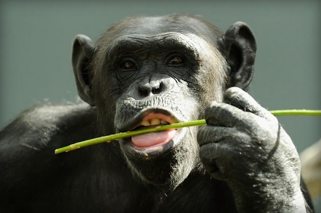 ¡Histórico! Jueza otorga hábeas corpus a dos chimpancés en EU