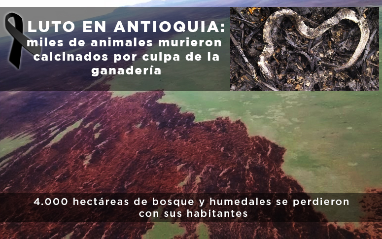 Luto en Antioquia: miles de animales murieron calcinados por cuenta de la ganadería