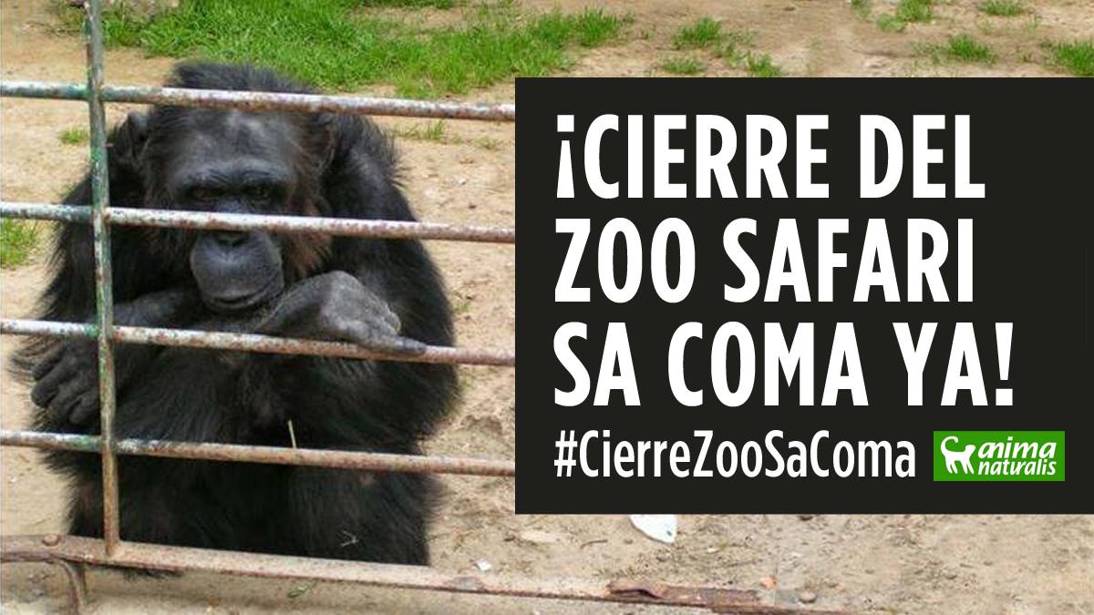 AnimaNaturalis exige medidas urgentes contra el Safari Zoo de sa Coma