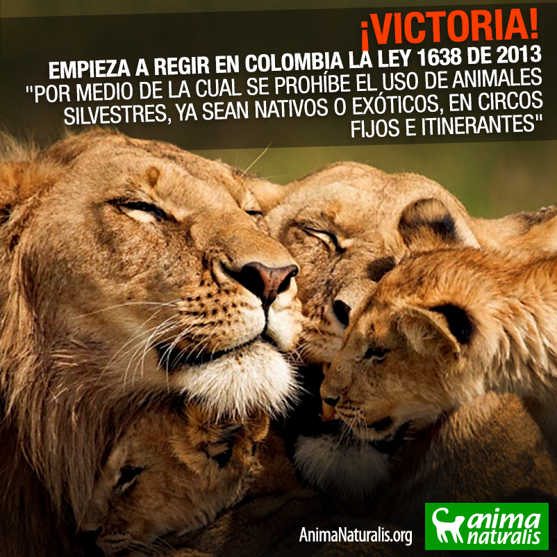 Empieza a regir ley que prohíbe animales silvestres y exóticos en circos colombianos