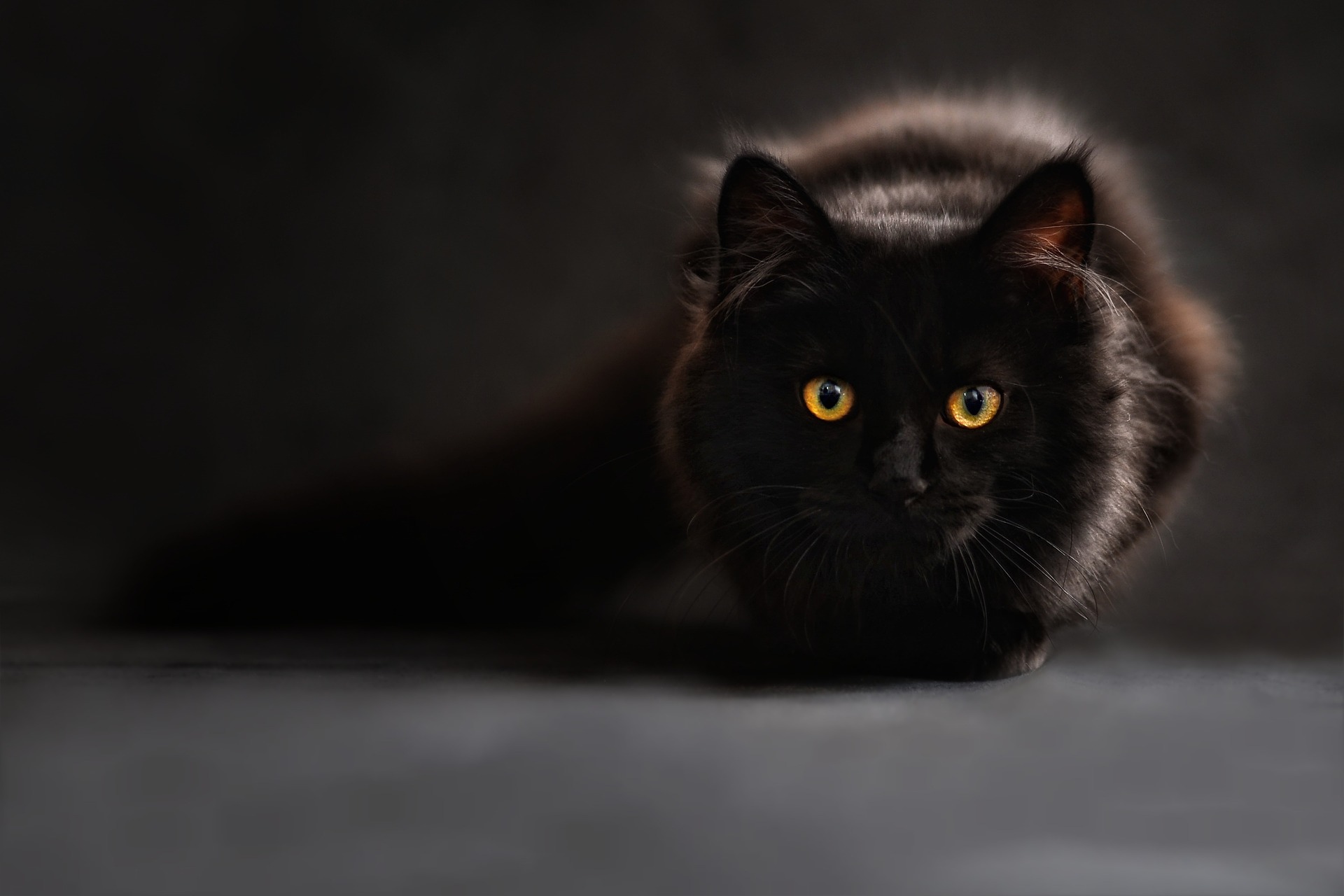 Gatos negros, víctimas de supersticiones y absurdas creencias