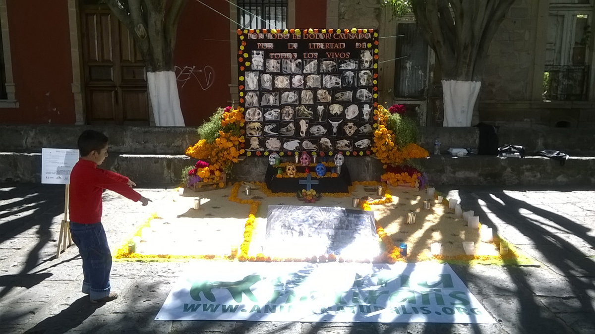 Montamos altar de Día de Muertos dedicado a animales en Morelia