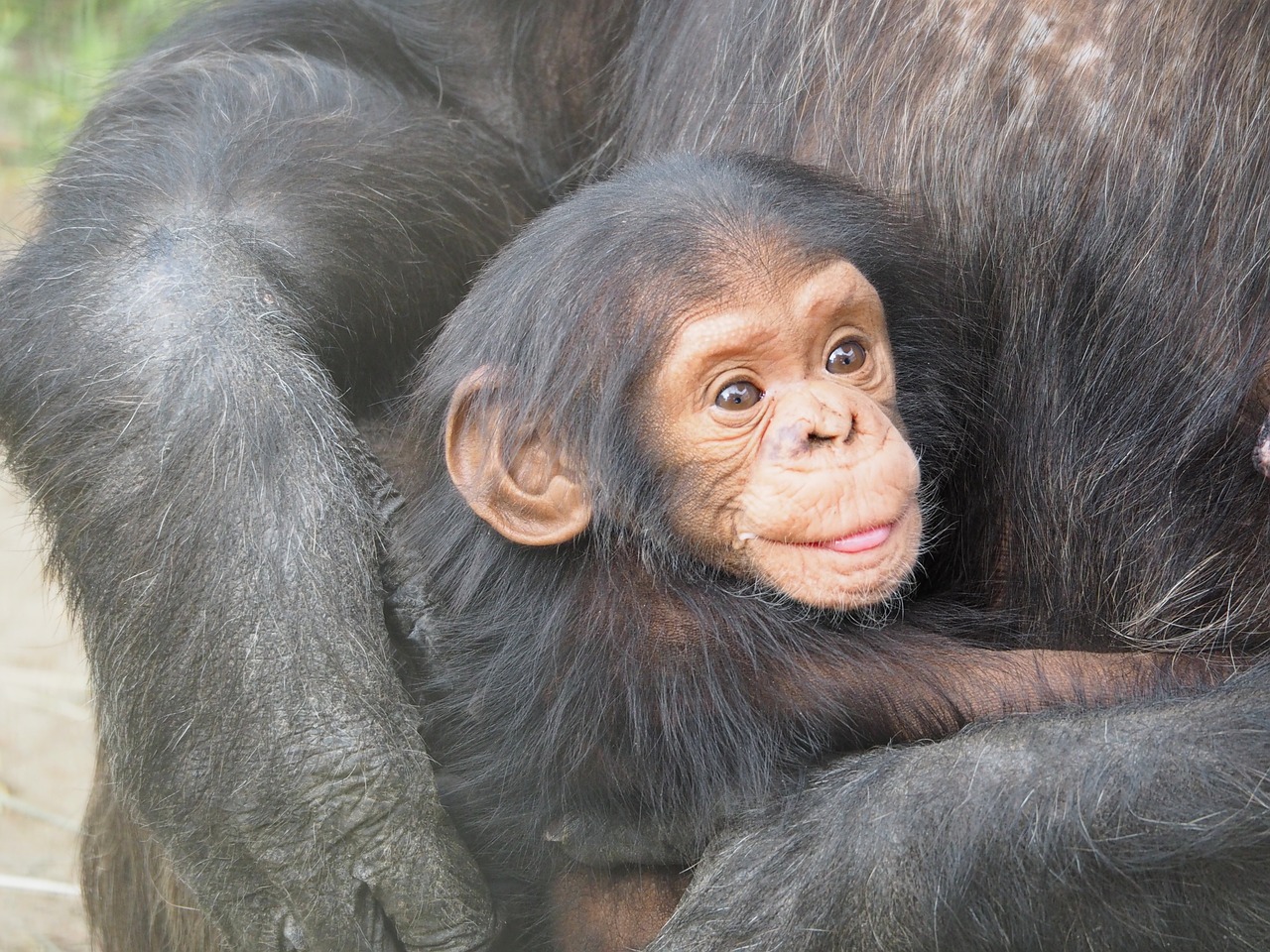 Gran noticia: Estados Unidos le pone fin a investigaciones biomédicas con chimpancés