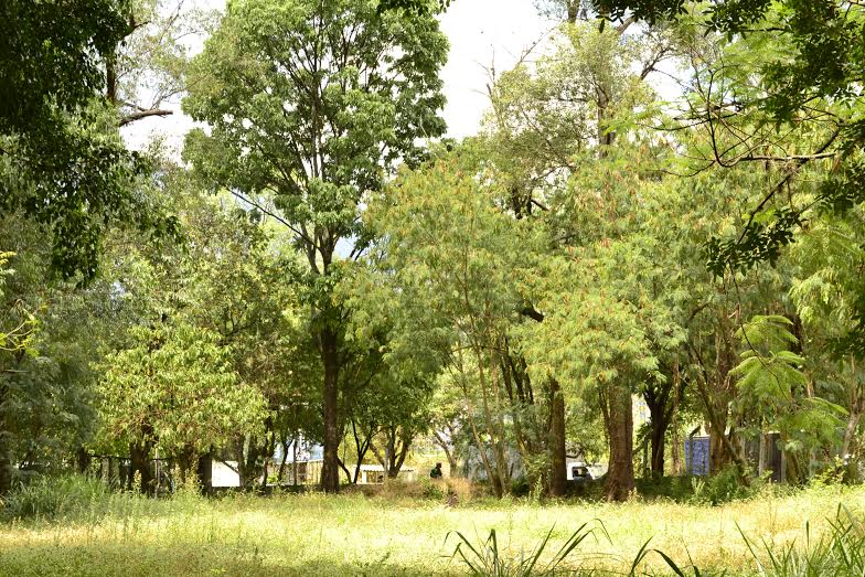 AnimaNaturalis: Tercer interviniente en defensa de 269 árboles del barrio Belén (La Mota), Medellín